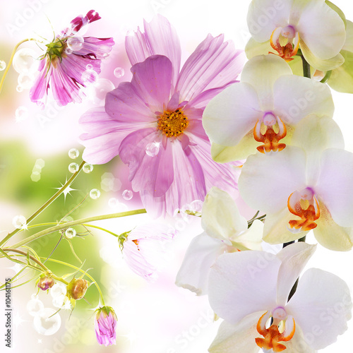 Lily and orchid.Flower background