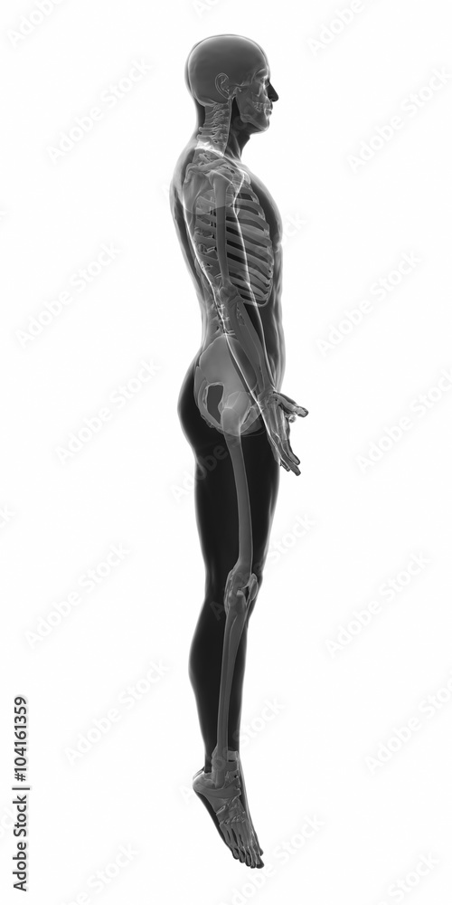 Muscle anatomy isolated -