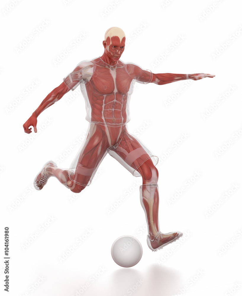 Anatomy muscle map - soccer or football Anatomy muscle map - soccer or football