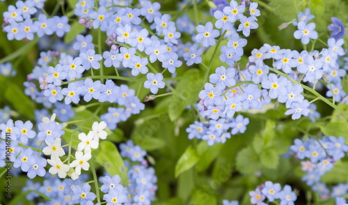 Forget-me-not. A background from many beautiful Myosotis arvensi