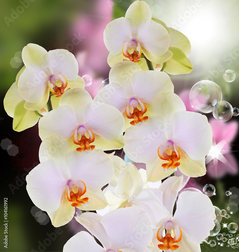 Orchid.Beautiful flower