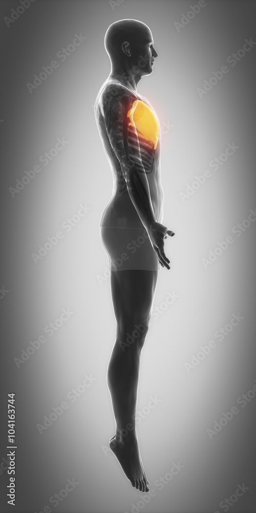 Fototapeta premium pectoralis major