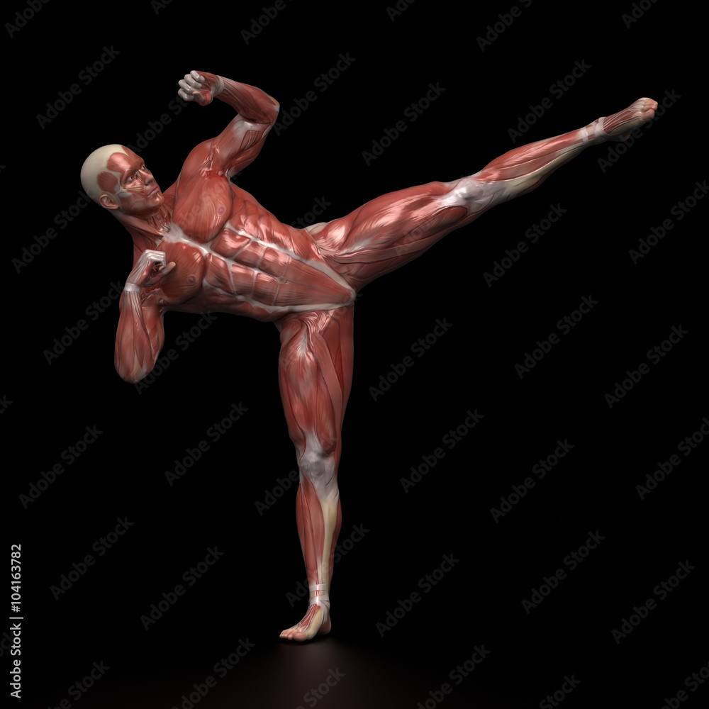Man muscular anatomy infight pose Man muscular anatomy infight pose