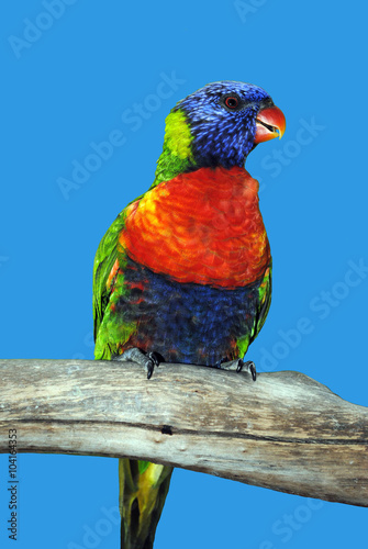 Rainbow lorikeet Latin name Trichoglossus haematodus perched on a branch