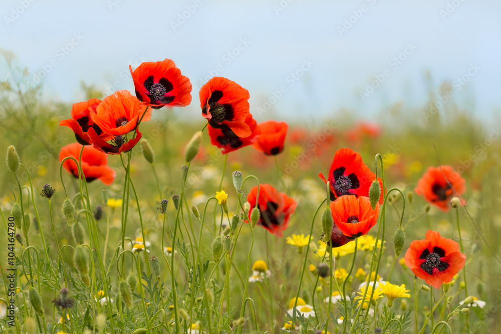 Obraz premium Red poppy flowers on the field with chamomile against the blue sky