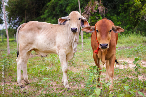 Red calf in a meadow