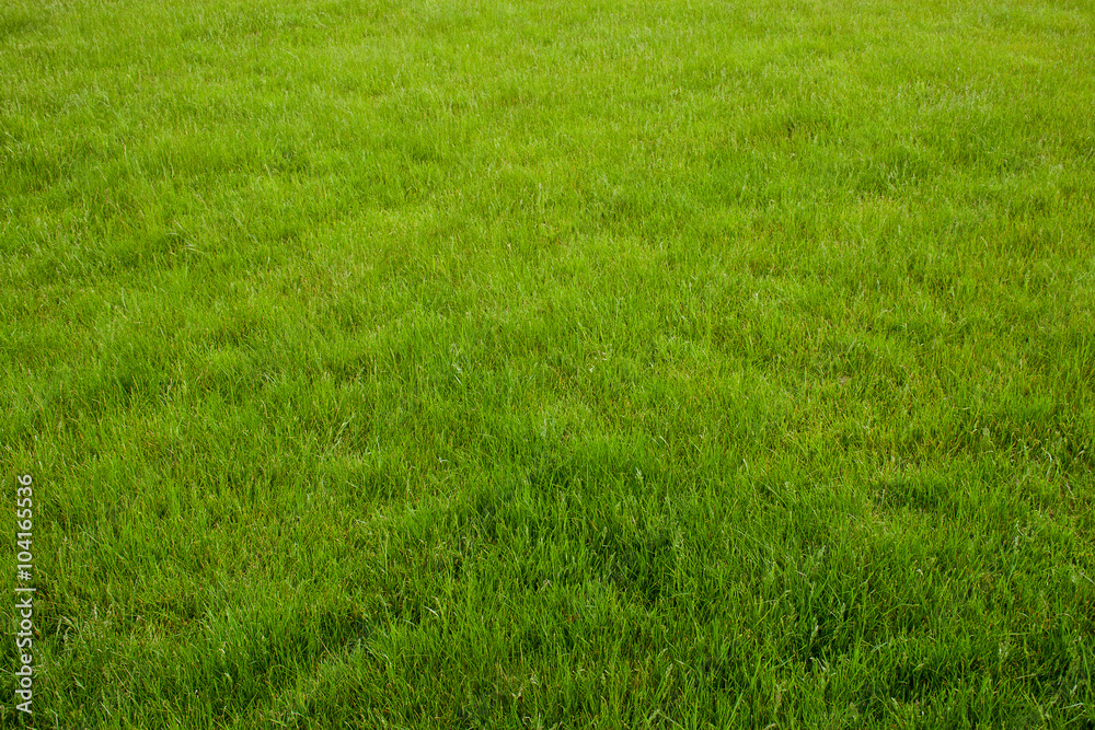 Background of a green grass. Background of a green grass.