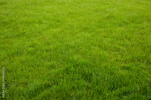 Background of a green grass.