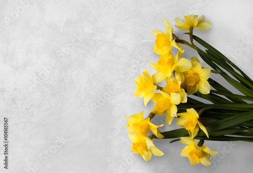 Yellow narcissus on a white textured background