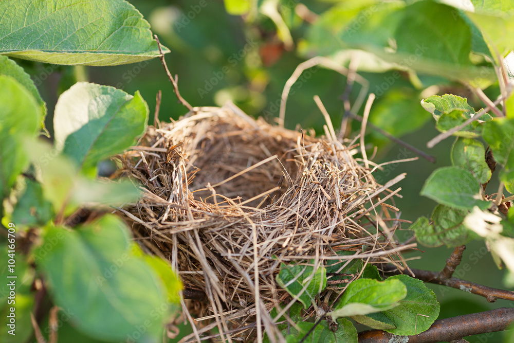 Empty nest on the branch