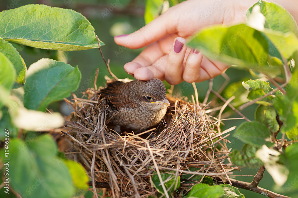 Сaress baby bird