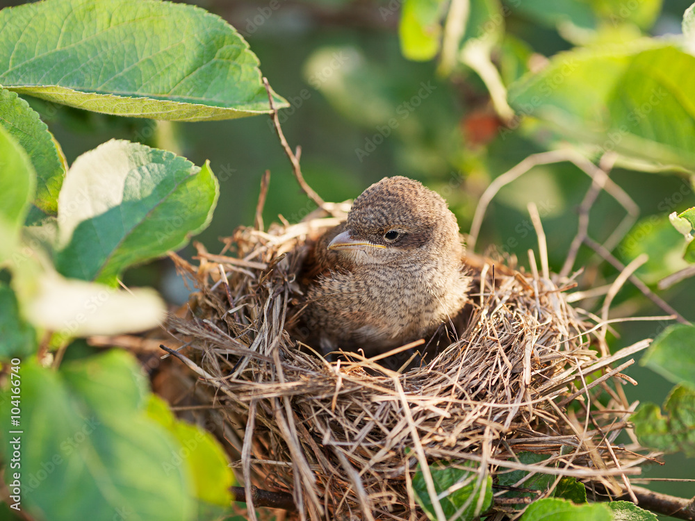 Baby bird in the nest