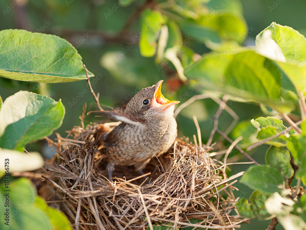 Baby bird in the nest