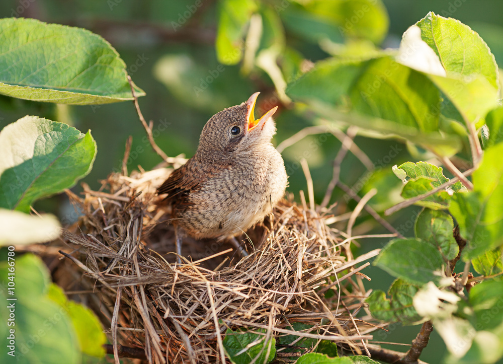 Baby bird in the nest Baby bird in the nest
