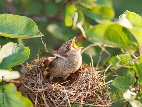 Obraz na płótnie Baby bird in the nest w salonie