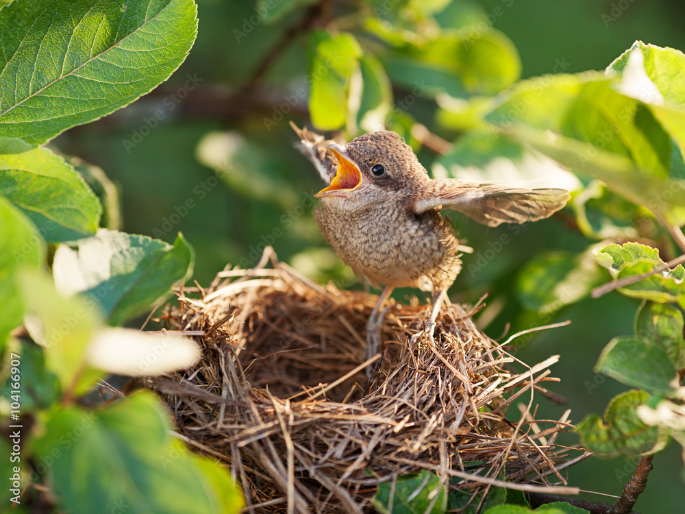 Naklejka premium Baby bird in the nest