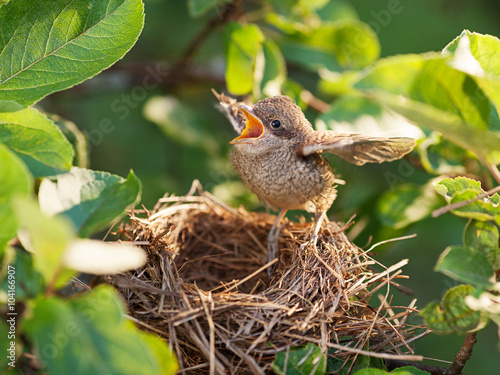 Fotografie Baby bird in the nest