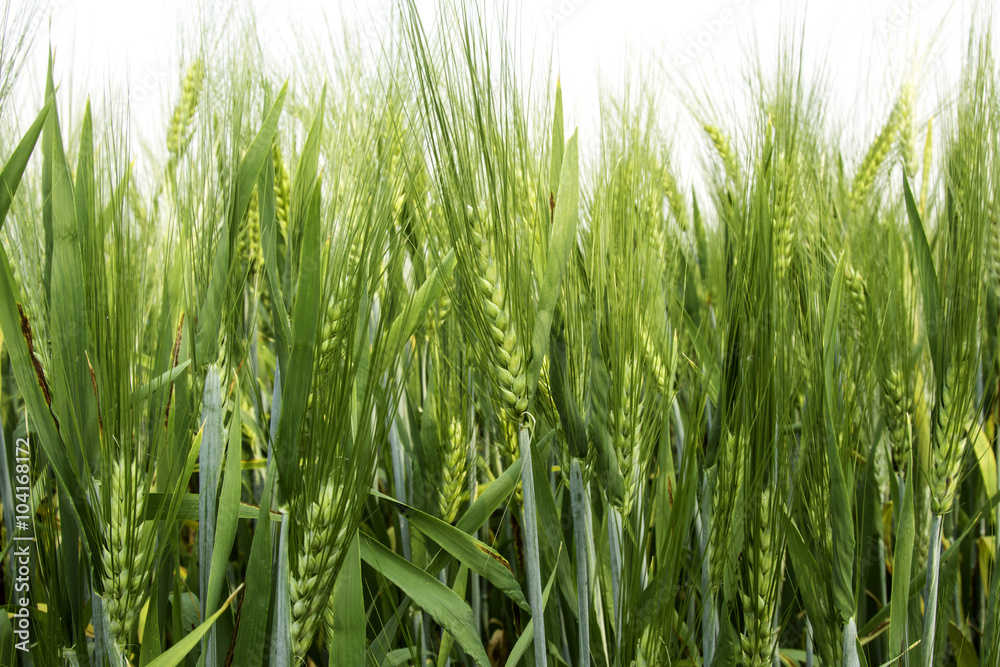 Barley rice field in low angle view. Barley rice field in low angle view.