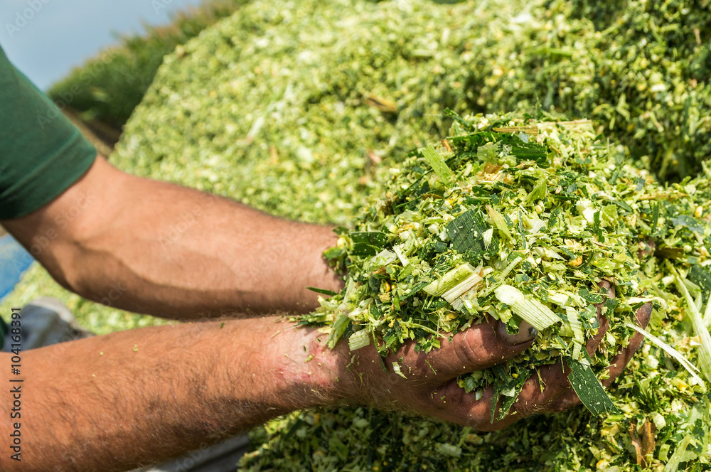 Farmer's hands holding freshly harvested silage corn maize