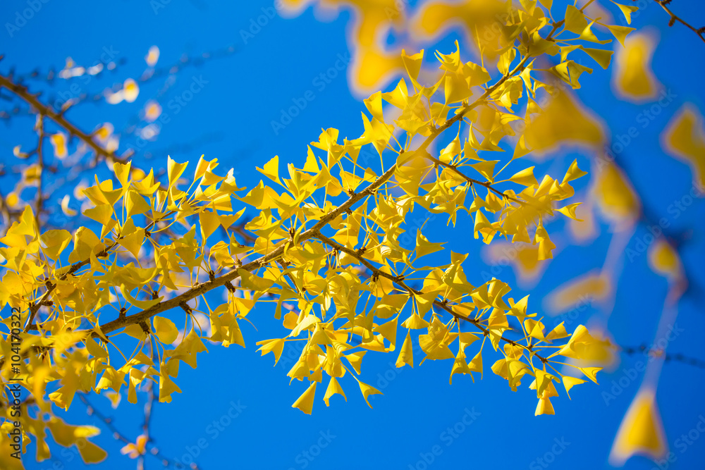 Ginkgo, Yellow leaves of ginkgo tree in the city with nice blue sky, Japan