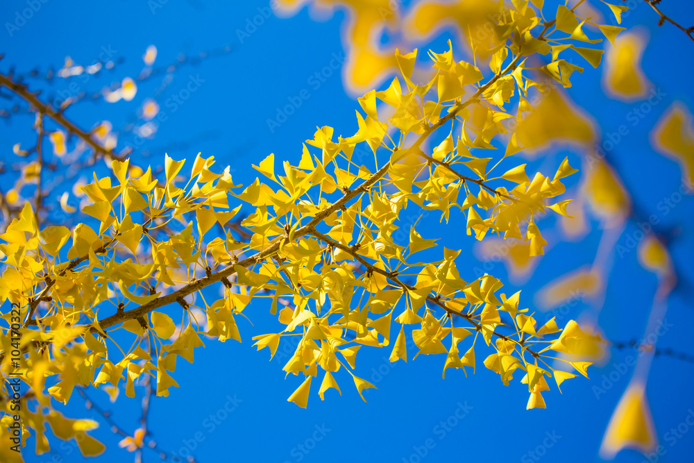 Ginkgo, Yellow leaves of ginkgo tree in the city with nice blue sky, Japan Ginkgo, Yellow leaves of ginkgo tree in the city with nice blue sky, Japan