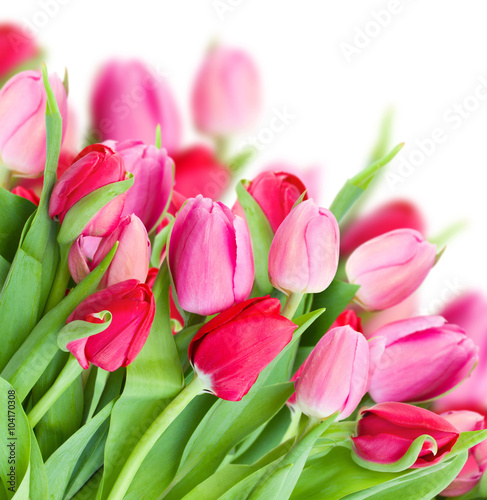 pack of fresh pink tulips