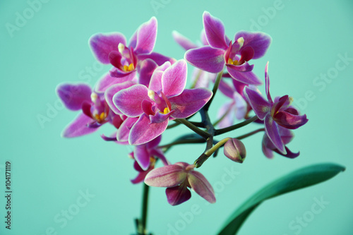 Fototapeta Naklejka Na Ścianę i Meble -  Blaue Orchidee