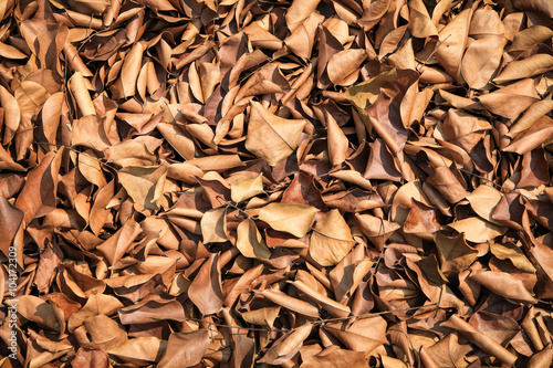 Brown dry leaves on the ground. 