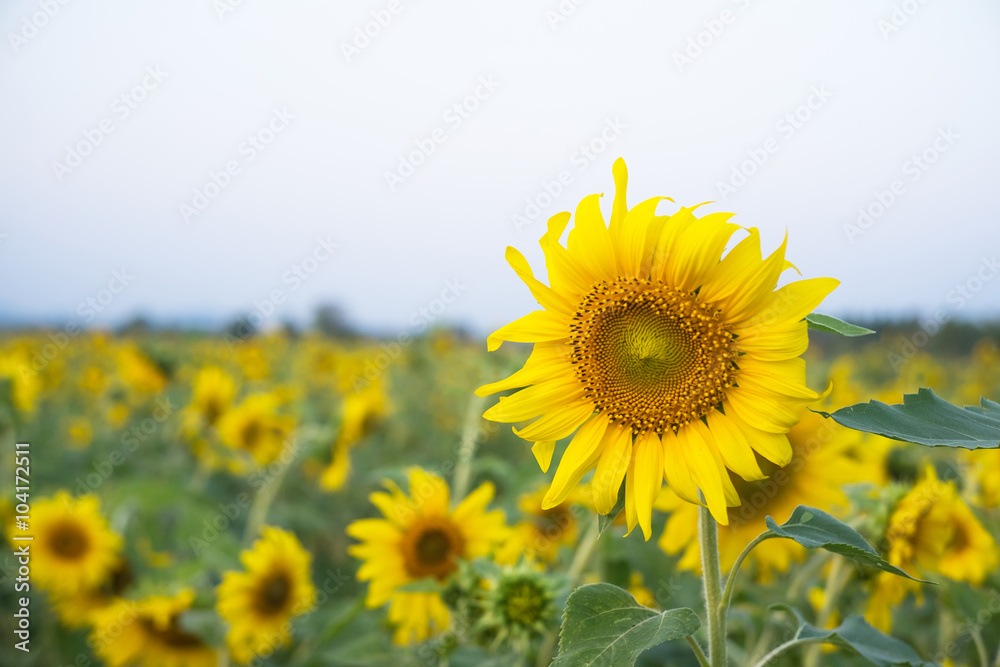 Sunflower fields