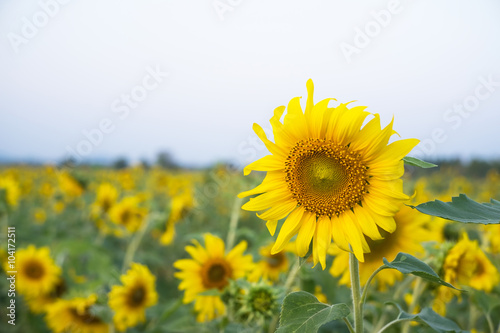 Sunflower fields