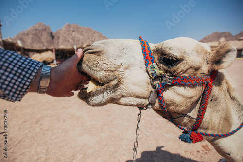 Camel in Sharm El Sheikh