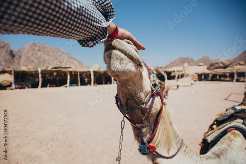 Camel in Sharm El Sheikh