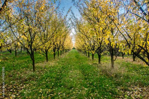 Plum trees in orchards