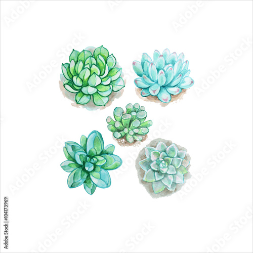 Set of five succulent drawings in watercolors on a white bsckground