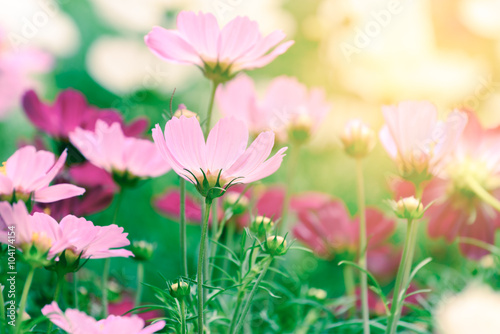 Beautiful pink flowers with sunlight in summer. © Eakkaluk