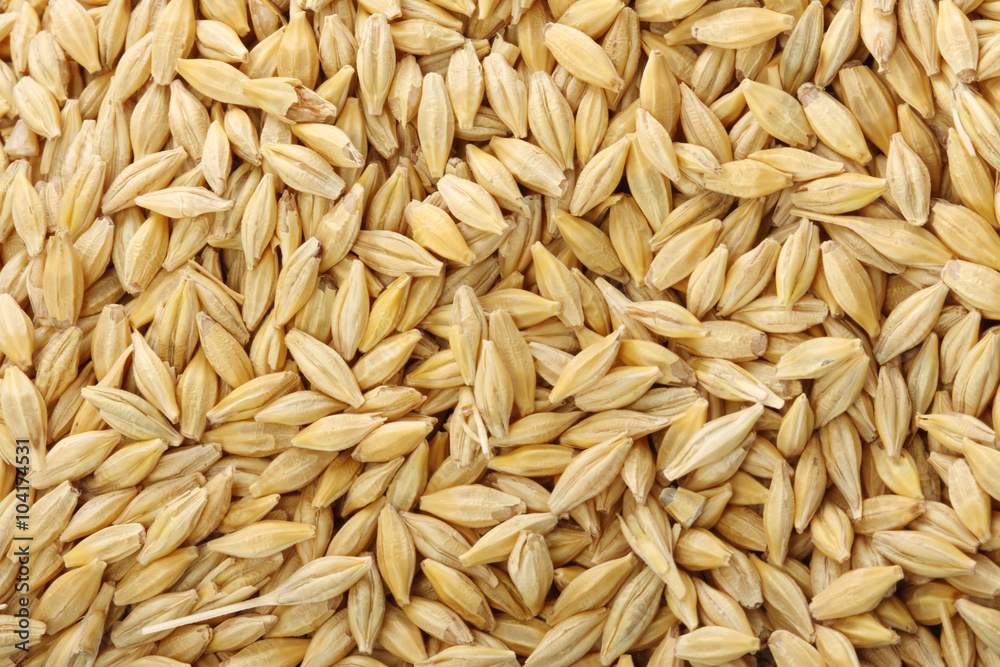 wheat sowing seed close up wheat sowing seed close up
