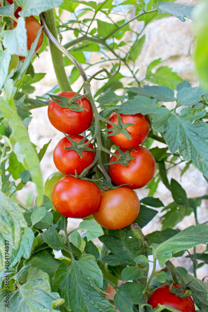 Plant de tomate grappe rouge