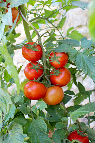 Plant de tomate grappe rouge