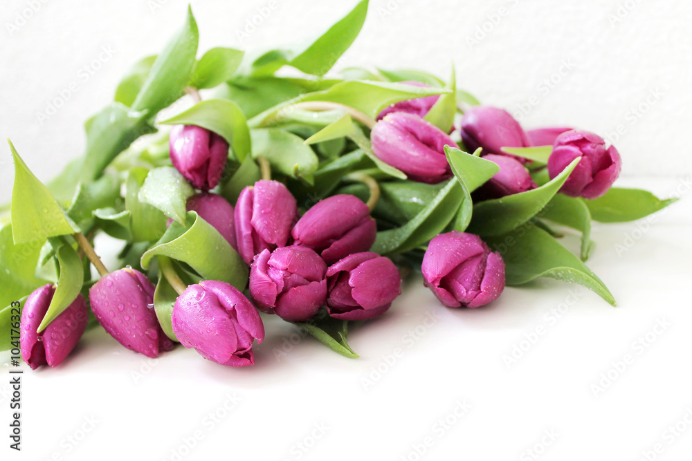 Fototapeta premium Tulips flowers with drops of dew closeup