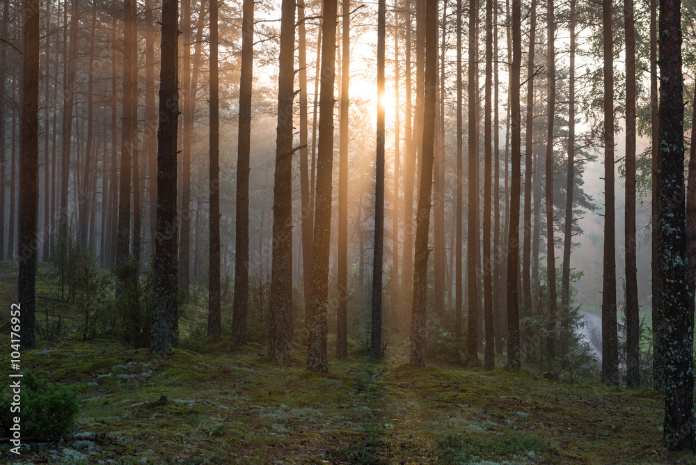 Light rays in forest in foggy morning
