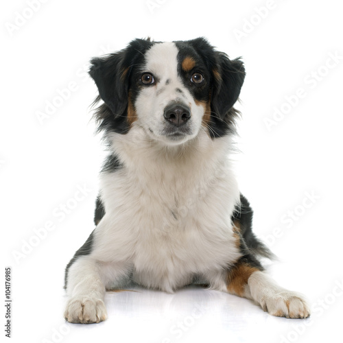 miniature australian shepherd