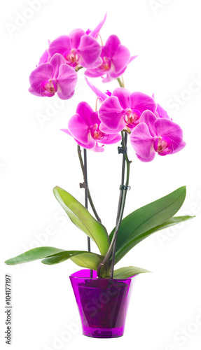 Orchid in a flowerpot. Isolated