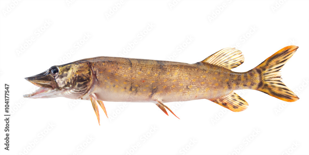 Fish pike. isolated Fish pike. isolated