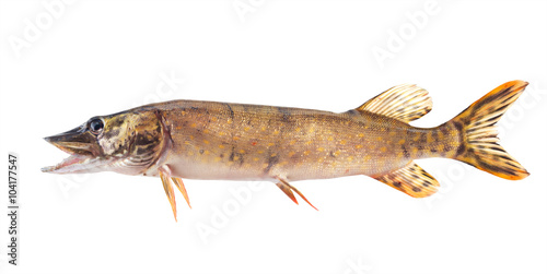 Fish pike. isolated