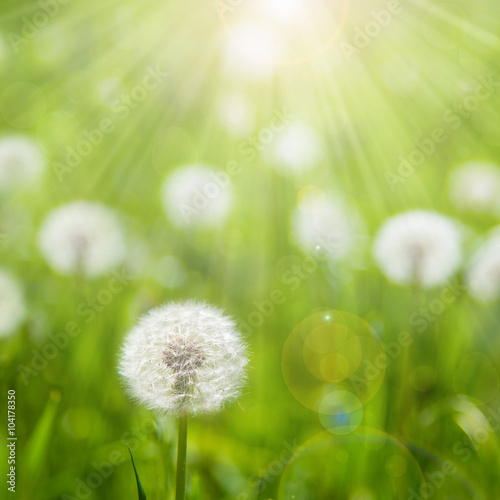 dandelion field of green grass