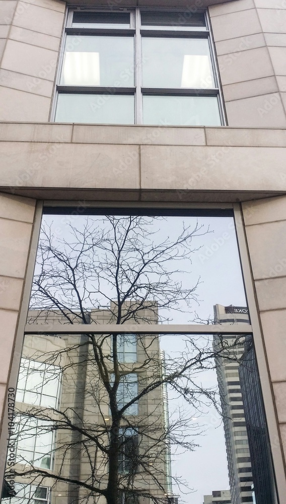 Closeup modern building with bare tree reflection Closeup modern building with bare tree reflection
