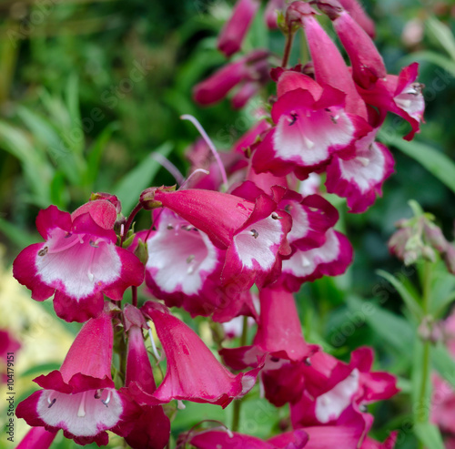 Penstemon