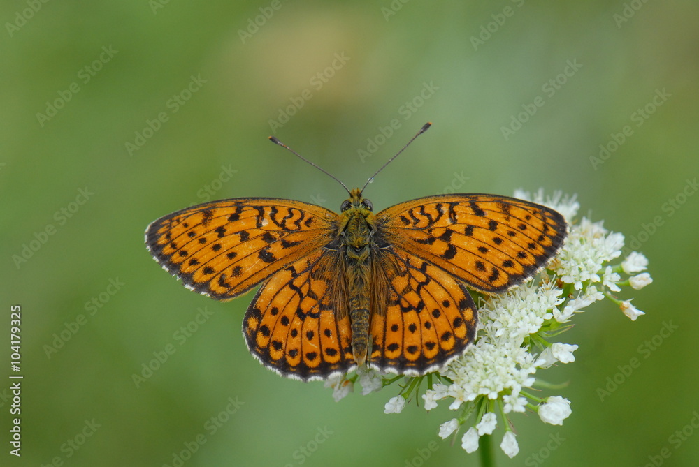 Nymphalidae / Böğürtlen Brentisi / Brenthis daphne Nymphalidae / Böğürtlen Brentisi / Brenthis daphne