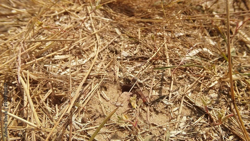 Wasp Digger Come Across the Ground Input Covered With Dry Grass Wasp Digger Come Across the Ground Input Covered With Dry Grass
