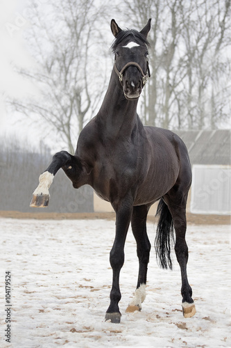 Photography Black trakehner stallion